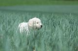 GOLDEN RETRIEVER 690